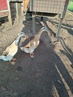 Broedeieren Indische loopeend bont, Dieren en Toebehoren, Pluimvee