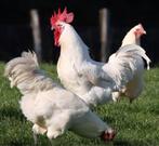 Poules de bresse broedeieren, Plusieurs animaux, Poule ou poulet
