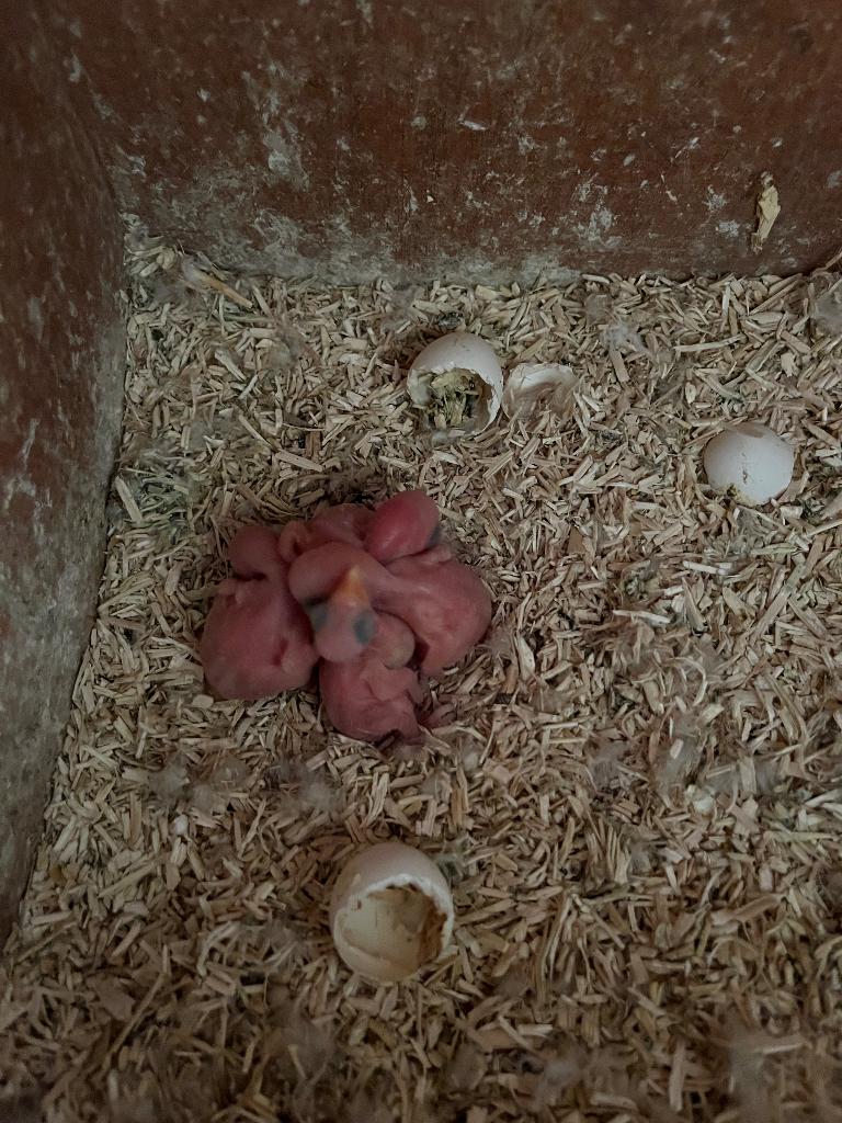 Nieuw nestje halsband parkieten, Dieren en Toebehoren, Vogels | Parkieten en Papegaaien, Meerdere dieren, Parkiet, Tam