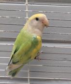 Agapornis roseillie man van eind 2024, Dieren en Toebehoren