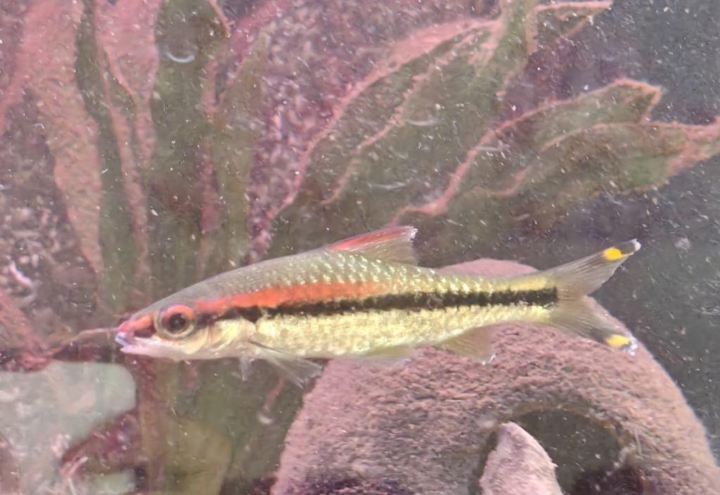 Torpedo barbeel (Dawkinsia denisonii) gratis, Dieren en Toebehoren, Vis, Zoetwatervis, Schoolvis