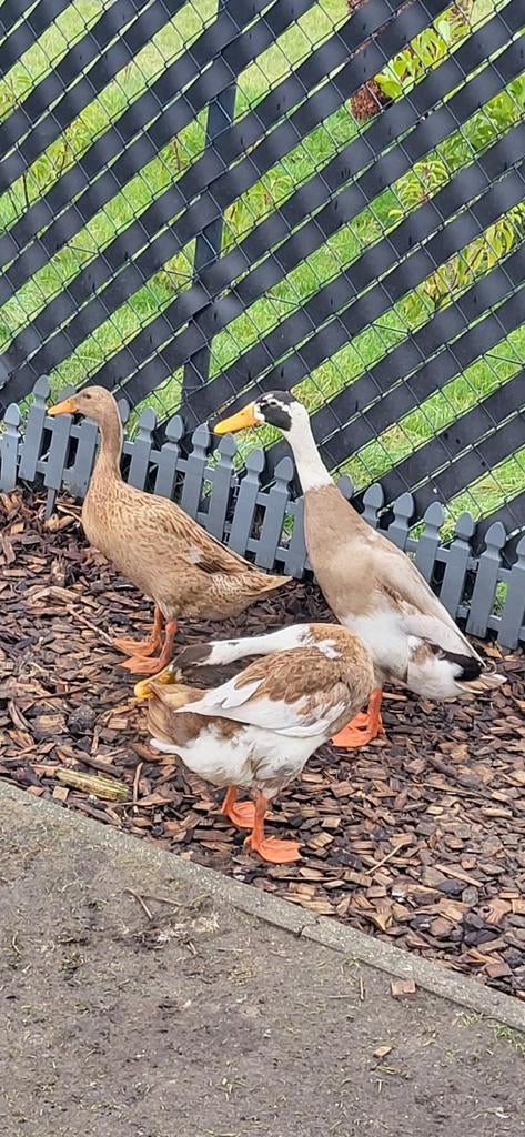 Broedeieren Indische loopeenden, Dieren en Toebehoren, Pluimvee