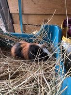 Mooi cavia beertje, Dieren en Toebehoren, Knaagdieren, Cavia, Vrouwelijk, Januari, Tam