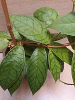 Hoya callistophylla cv nui, Huis en Inrichting, Kamerplanten, Ophalen of Verzenden