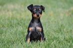 Chiots Pinscher nain à vendre - Belges, Autres races, Plusieurs, Hépatite contagieuse (maladie de Rubarth), Belgique