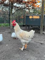 Jonge haan, Dieren en Toebehoren, Pluimvee, Mannelijk, Kip