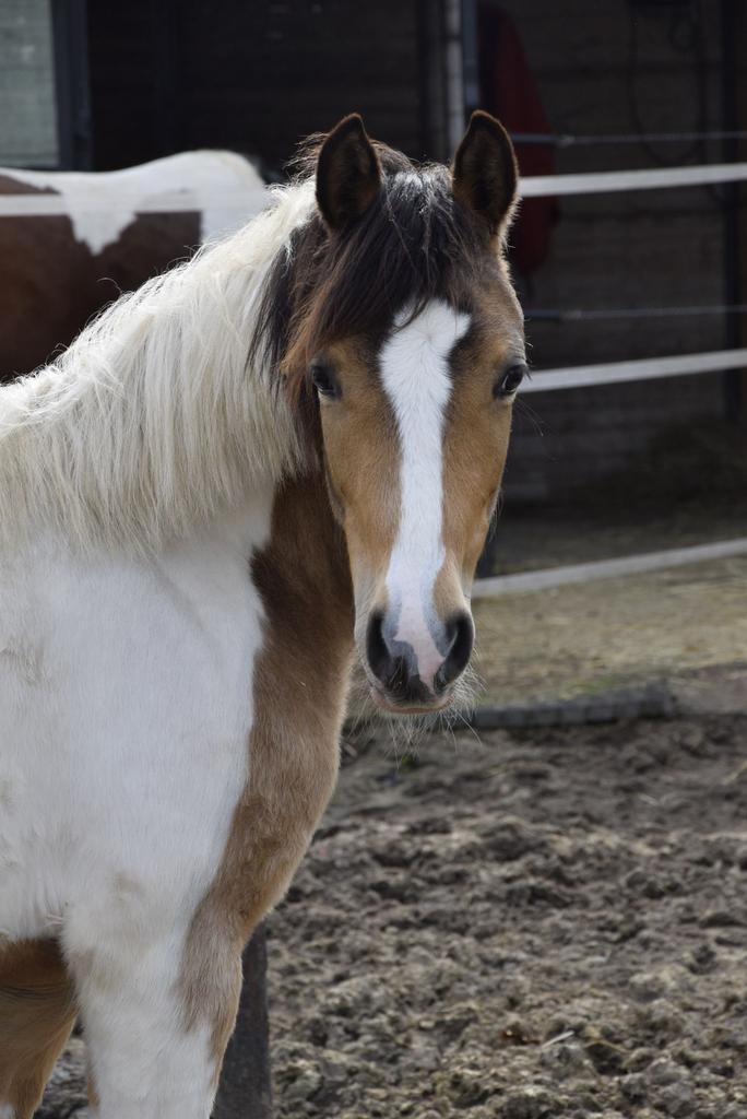 Knappe toekomstige sportpony!, Dieren en Toebehoren, Pony's, Merrie, 0 tot 2 jaar, Met stamboom, Gechipt, Ontwormd, Ingeënt