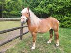 Lieve le poney à vendre, Vermifugé, Hongre, Débourré, Poney de récréation