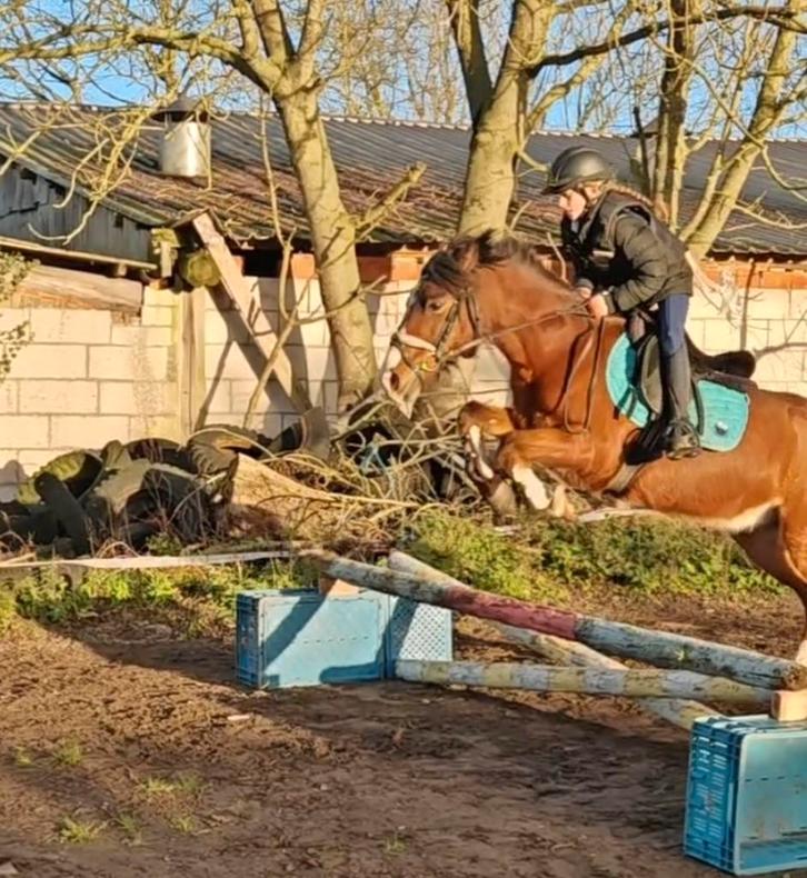 Leuke B pony, Animaux & Accessoires, Chevaux & Poneys | Produits de soin, Enlèvement