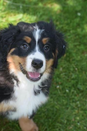 Berner Sennen pups geboren in Belgie beschikbaar voor biedingen