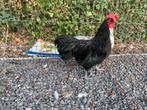 Australorp kriel haantjes zwart en splash. TT kwaliteit, Dieren en Toebehoren