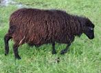 Ouessant ooi 2022, Vrouwelijk, Schaap, 3 tot 5 jaar