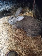 Ram te koop, Dieren en Toebehoren, Konijnen, Mannelijk, Middelgroot, 0 tot 2 jaar
