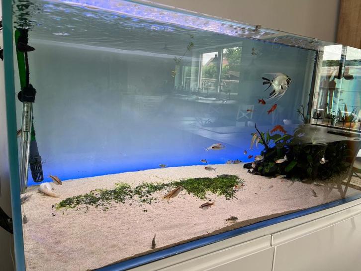 Aquarium, Dieren en Toebehoren, Vissen | Aquaria en Toebehoren, Zo goed als nieuw, Gevuld zoetwateraquarium, Ophalen