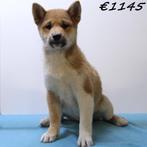 Shiba Inu (reutjes) - pups te koop, Dieren en Toebehoren, Honden | Poolhonden, Keeshonden en Oertypen, 15 weken tot 1 jaar, Buitenland