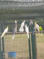 Te koop valkparkieten, Dieren en Toebehoren, Vogels | Parkieten en Papegaaien, Parkiet