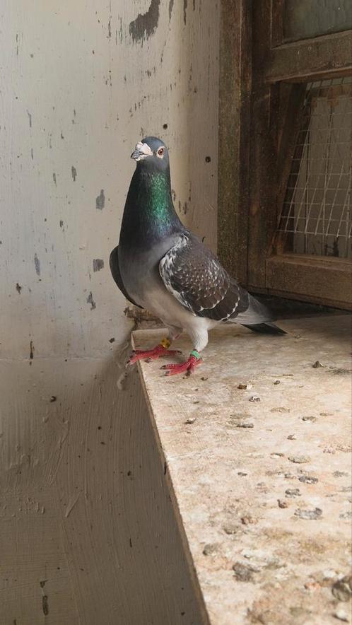 Duiven te koop, Dieren en Toebehoren, Vogels | Duiven, Mannelijk