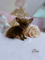 Zeer mooi chihuahua reutje, België, Reu, CDV (hondenziekte), 8 tot 15 weken