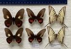 Papilionidae uit Z.- Amerika,  5€/ specimen, Ophalen of Verzenden, Zo goed als nieuw