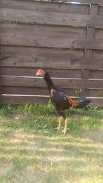 O shamo, Dieren en Toebehoren