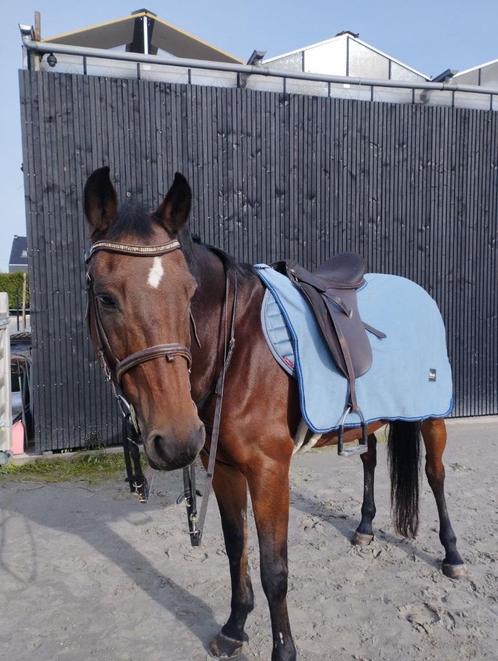 Dekjes voor lage prijs - lemieux, wetherbeeta, …, Dieren en Toebehoren, Paarden en Pony's | Dekens en Dekjes, Zo goed als nieuw