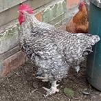 Mooie Izegemse koekoek 1,5jaar oud, Dieren en Toebehoren