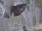 Jonge brahma hanen, Dieren en Toebehoren, Mannelijk, Kip