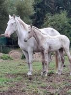 6 jarige fewspot apalousa merrie met veulen, Dieren en Toebehoren, Paarden, Merrie