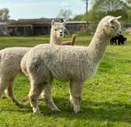 Alpaca merrie (geb. 2022)