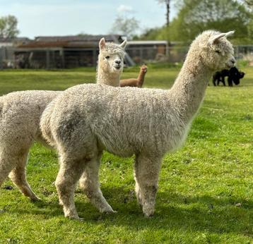 Alpaca merrie (geb. 2022) beschikbaar voor biedingen