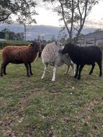 Ouessant bokjes, Dieren en Toebehoren, Schapen, Geiten en Varkens