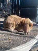 Duitse hangoor konijn, Dieren en Toebehoren, Hangoor