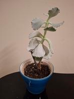 Kleine plant en zijn cachepot, Huis en Inrichting, Ophalen