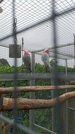 Koppel rosé kaketoe, Dieren en Toebehoren, Vogels | Parkieten en Papegaaien, Meerdere dieren, Papegaai, Geringd