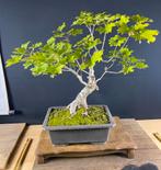 Bonsai acer campestre, Ophalen