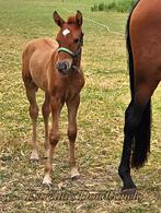 Meerdere PRE s (Andalusier s) te koop, Dieren en Toebehoren, Paarden, Hengst