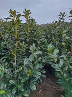 Laurierkers (paplaurier) Groenblijvende haagplant, Tuin en Terras, Ophalen, Laurier, Haag, 100 tot 250 cm