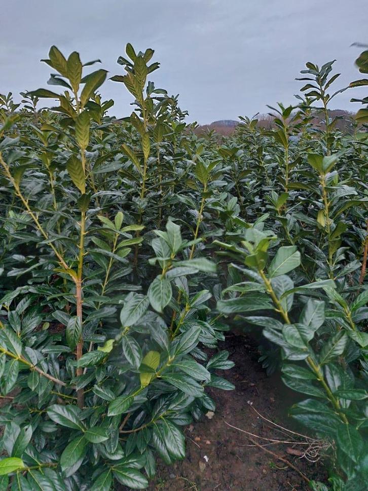 Laurierkers (paplaurier) Groenblijvende haagplant, Tuin en Terras, Planten | Struiken en Hagen, Haag, Laurier, 100 tot 250 cm