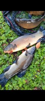 Grote zeelt, dokter van de vijver, vijvervissen, Dieren en Toebehoren, Vissen | Vijvervissen, Overige soorten