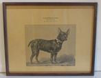 antieke litho illustratie Franse bull dog Acclimation   R, Antiek en Kunst, Kunst | Litho's en Zeefdrukken, Verzenden