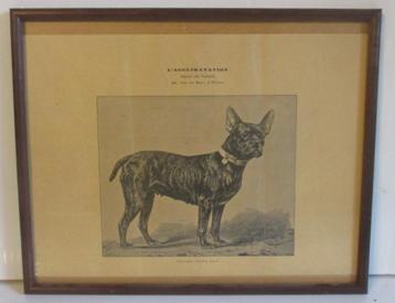 antieke litho illustratie Franse bull dog Acclimation   R beschikbaar voor biedingen