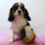 Lieve Cavalier King Charles pups te koop (Belgisch), Dieren en Toebehoren, Honden | Chihuahua's en Gezelschapshonden, CDV (hondenziekte)