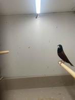 Koppel lonchura atricapilla / zwartkopnon, Dieren en Toebehoren, Meerdere dieren, Tropenvogel, Geringd