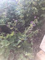 Geranium vaste plant bordeauxkleurige, Jardin & Terrasse, Plantes | Jardin, Enlèvement ou Envoi