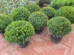 Schitterende taxusbollen in alle maten nu weer leverbaar, Ophalen of Verzenden, Taxus, Struik, Minder dan 100 cm