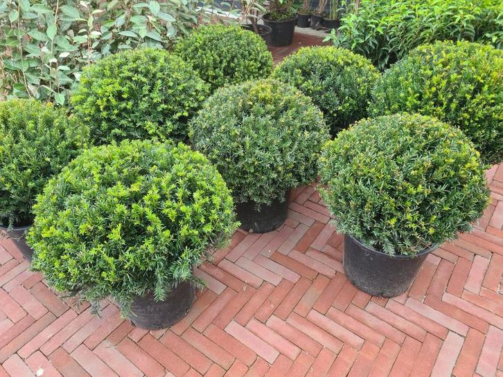 Schitterende taxusbollen in alle maten nu weer leverbaar, Tuin en Terras, Planten | Struiken en Hagen, Struik, Taxus, Minder dan 100 cm