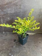 Ilex crenata groen (buxusvervanger) P9, Ophalen, Hulst, Struik, Minder dan 100 cm