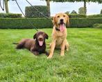 labrador puber pups, Dieren en Toebehoren, België, 15 weken tot 1 jaar, CDV (hondenziekte), Teef