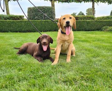 labrador puber pups beschikbaar voor biedingen