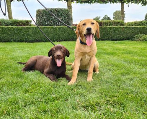 labrador puber pups, Dieren en Toebehoren, Honden | Retrievers, Spaniëls en Waterhonden, Teef, Labrador retriever, Fokker | Professioneel
